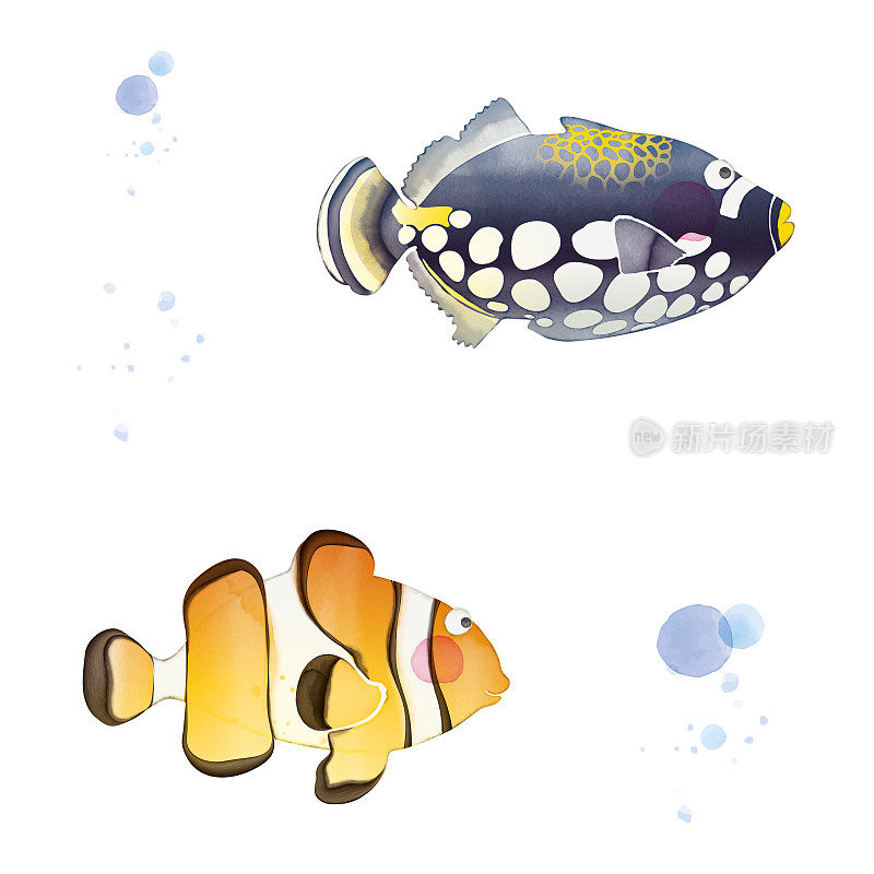 小丑Triggerfish & Percula小丑鱼